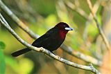 Silver-beaked Tanager